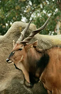 Eland: Giant Eland - male, close-up of head