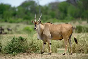 Eland: Giant Eland, Taurotragus derbianus, Serengeti