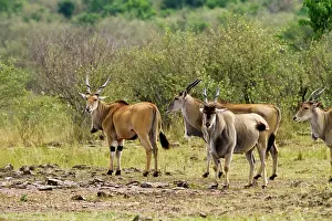 Eland: Giant Elands