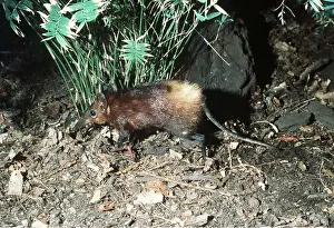 Shrews: Giant Elephant SHREW