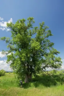 Campestris: Giant Elm Tree 35 metres (106 feet) high with a