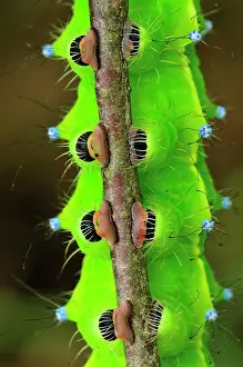 Gripping: Giant Emperor Moth Great Peacock Moth largest European