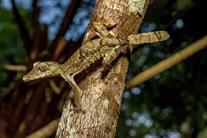Giganteus: Giant flat-tailed gecko (Uroplatus cf. giganteus)