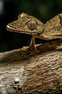 Giganteus: Giant flat-tailed gecko (Uroplatus cf. giganteus)