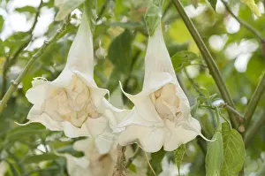 Angels: Two giant flowers of Angel's trumpet (Brugmansia candid