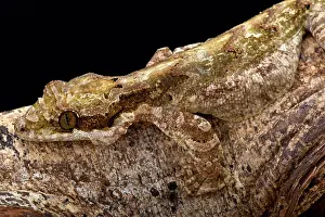 Ptychozoon: Giant flying gecko (Ptychozoon lionotum)