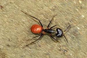 Camponotus: Giant Forest Ant
