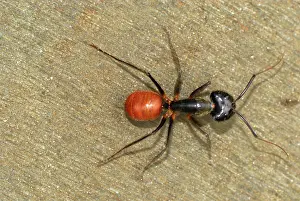 Camponotus: Giant Forest Ant