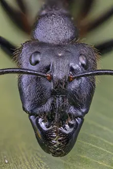 Soil: Giant Forest Ant (Camponotus gigas), Borneo Largest