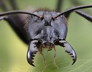 Mouthparts: Giant Forest Ant (Camponotus gigas), Borneo Largest