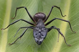 Soil: Giant Forest Ant (Camponotus gigas), Borneo Largest