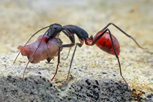 Gigas: Giant forest ant (Dinomyrmex gigas) carrying food