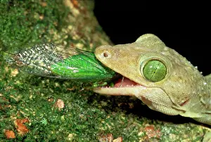 Cicadas: Giant Forest Gecko - eating Green Cicada