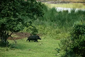 Axel Bunge: GIANT FOREST HOG