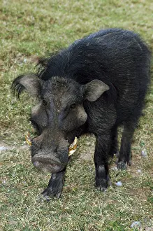 Hogs: Giant Forest Hog