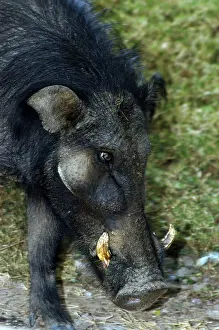 Hogs: Giant Forest Hog