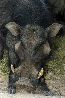 Hogs: Giant Forest Hog