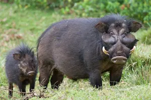 Aberdares: Giant Forest Hog