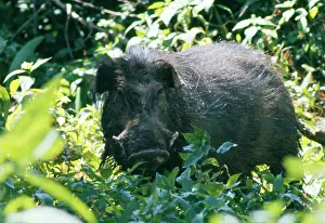 Axel Bunge: Giant Forest Hog - in vegetation