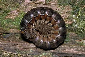 Millipedes: Giant Forest Millipede - Curled up