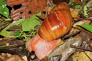 Ecuadoran: Giant Forest Snail