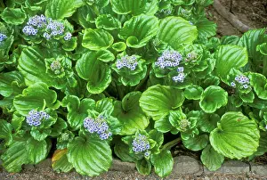 Nots: Giant FORGET-ME-NOT - in flower