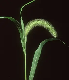 Foxtail: Giant foxtail