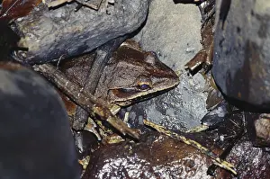 Ranidae: Giant Frog