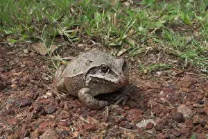 Giant Frog - Nocturnal