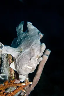 Frogfishes: Giant Frogfish