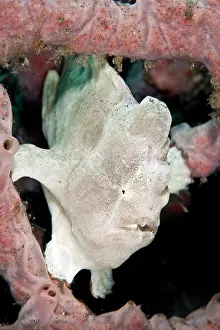 Frogfishes: Giant Frogfish