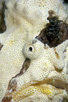 Commersonii: Giant Frogfish