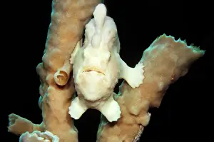 Porifera: Giant Frogfish