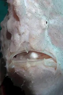 Commersonii: Giant Frogfish