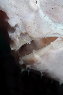 Commersonii: Giant Frogfish