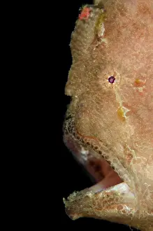 Commersonii: Giant Frogfish