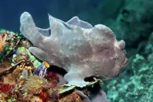 Anglerfish: Giant frogfish (Antennarius commerson), also giant