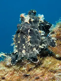 Anglerfish: Giant frogfish (Antennarius commerson), House reef