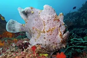 Hunt: Giant frogfish (Antennarius commerson), lurking