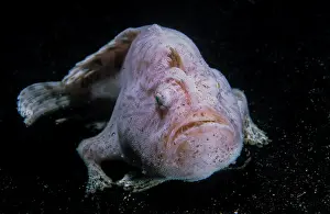 Anglerfish: Giant frogfish (Antennarius commerson) on sandy