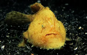 Anglerfish: Giant frogfish (Antennarius commerson) on sandy
