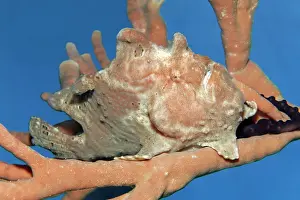 Anglerfish: Giant frogfish (Antennarius commerson) on sponge