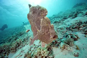 Frogfishes: Giant frogfish Antennarius commersonii Ombak Reef dive site