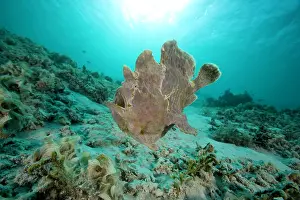 Frogfishes: Giant frogfish Antennarius commersonii Ombak Reef dive site