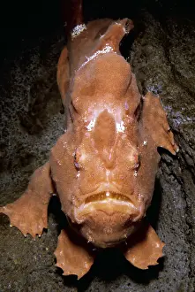 Ugly: GIANT FROGFISH - Camouflage / mimicry resembles