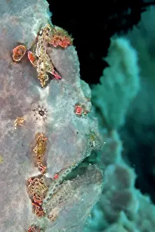 Commersonii: Giant Frogfish on sponge