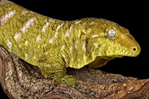 Leachianus: Giant gecko (Rhacodactylus laechianus), New Caledonia