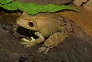 Gladiator: Giant Gladiator Frog