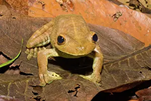 Gladiator: Giant Gladiator Frog