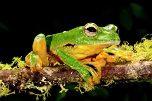 Polypedates: Giant Gliding Treefrog, Polypedates kio